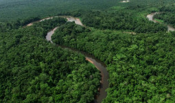 Bank Dunia akan Bayar Dana Karbon Hutan Kaltim Rp300 Miliar Tahun Ini