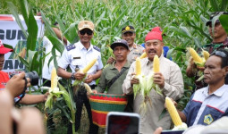 Dukung Ketahanan Pangan, Bupati Kukar Turun Langsung Panen Jagung di Maluhu