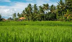 Pengembangan Pertanian di Tanjung Batu Butuh Dukungan Nyata dari Pemkab Kukar