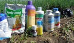 Distanak Kukar Siapkan Strategi Pengendalian Hama