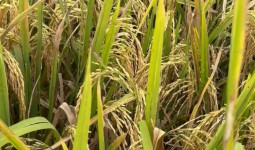 Kukar Dorong Swasembada Pangan Lewat Inovasi dan Teknologi