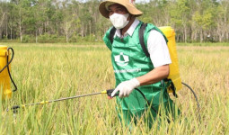 Kukar Perkuat Strategi Pengendalian Hama